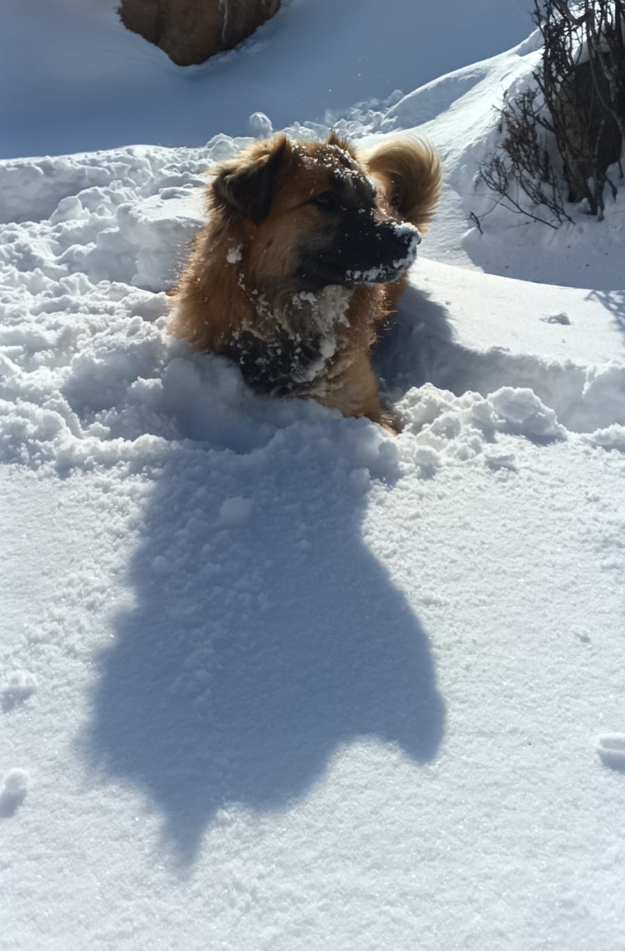 Snow Days with Our Dog