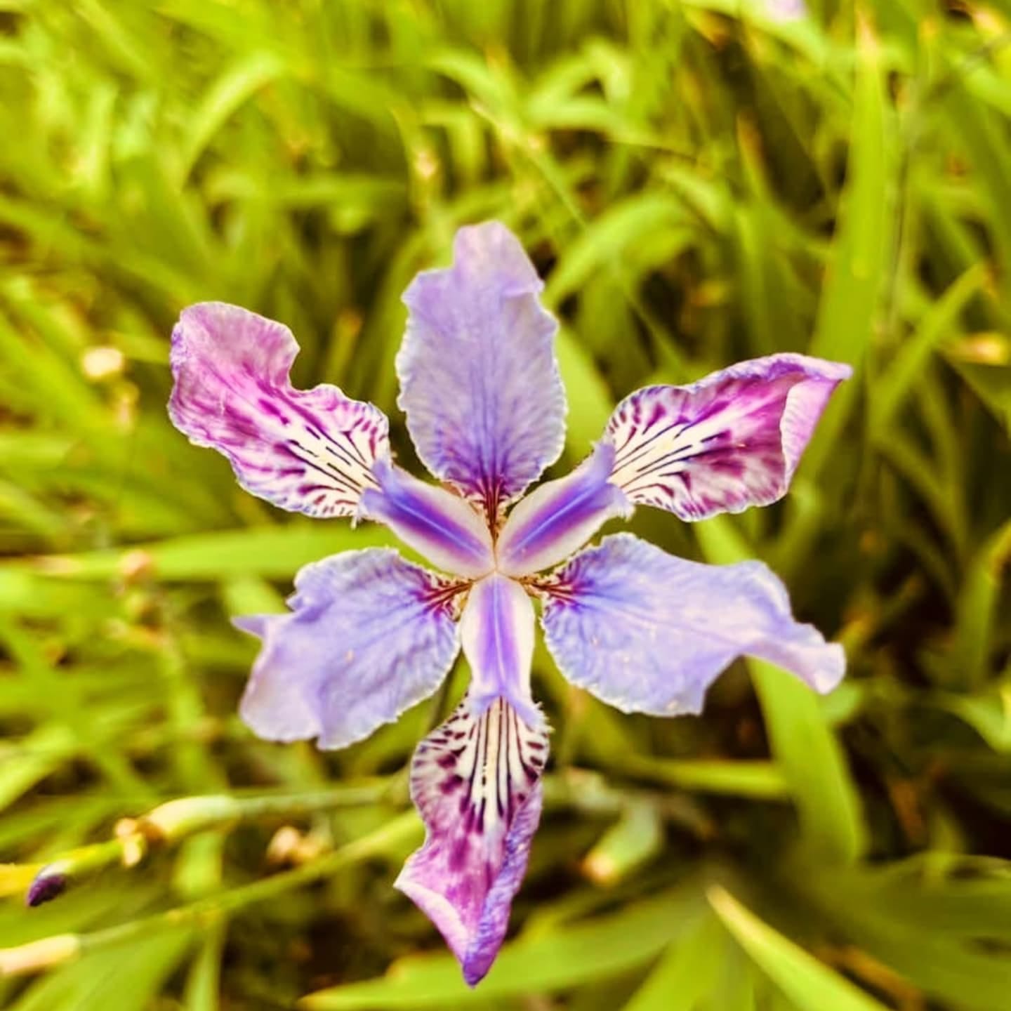 Himalayan Wildflowers